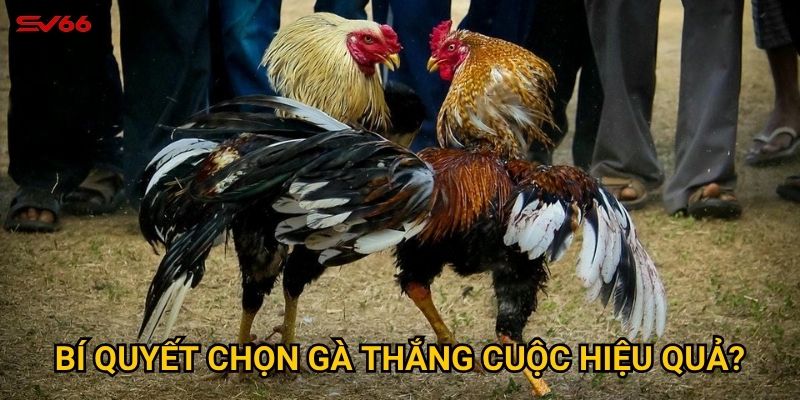 Bí quyết chọn gà thắng cuộc hiệu quả?