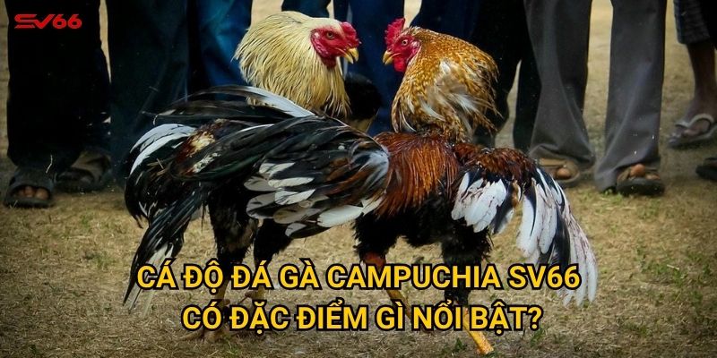 Cá độ đá gà Campuchia SV66 có đặc điểm gì nổi bật?