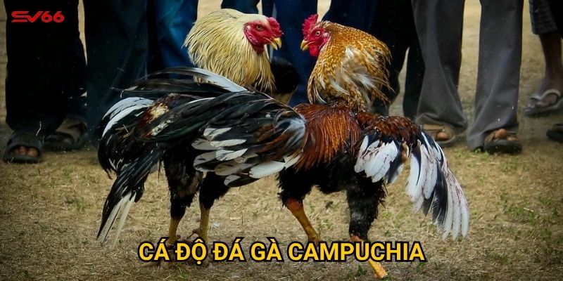 Tại sao cá độ đá gà campuchia lại được ưa chuộng tại SV66? 9 Cá độ đá gà Campuchia