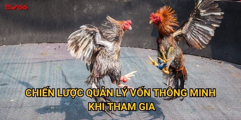 Cơ hội kiếm tiền từ đá gà ăn tiền thật tại SV66 như thế nào? 3 Chiến lược quản lý vốn thông minh khi tham gia?