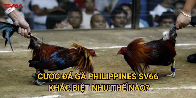 Điều gì khiến cược đá gà philippines tại SV66 trở nên đặc biệt? 2 Cược đá gà Philippines SV66 khác biệt như thế nào?