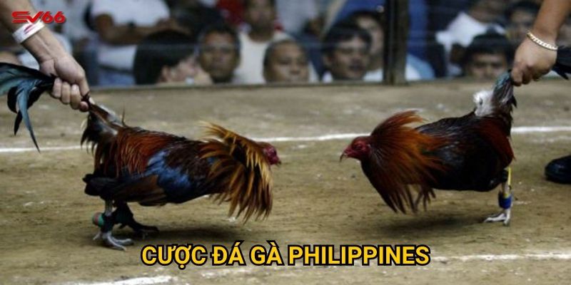 Điều gì khiến cược đá gà philippines tại SV66 trở nên đặc biệt? 7 Cược đá gà Philippines
