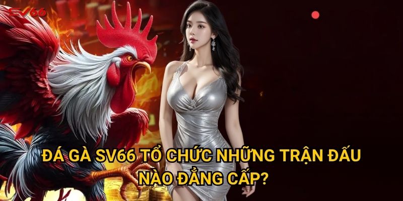Đá gà SV66 tổ chức những trận đấu nào đẳng cấp?