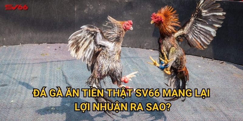 Cơ hội kiếm tiền từ đá gà ăn tiền thật tại SV66 như thế nào? 2 Đá gà ăn tiền thật SV66 mang lại lợi nhuận ra sao?