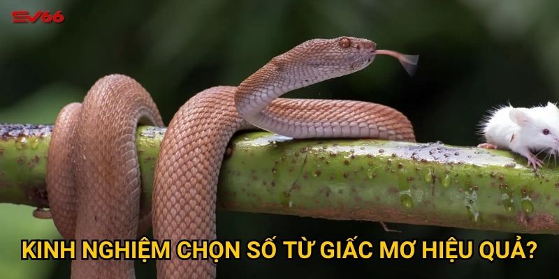 Bạn có biết mơ thấy rắn đánh con gì khi chơi xổ số tại SV66? 3 Kinh nghiệm chọn số từ giấc mơ hiệu quả?