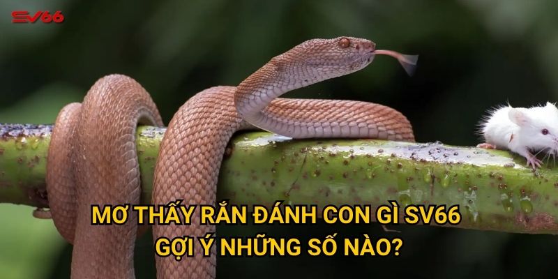 Bạn có biết mơ thấy rắn đánh con gì khi chơi xổ số tại SV66? 2 Mơ thấy rắn đánh con gì SV66 gợi ý những số nào?