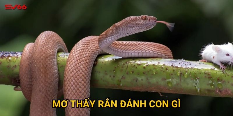 Bạn có biết mơ thấy rắn đánh con gì khi chơi xổ số tại SV66? 1 Bạn có biết mơ thấy rắn đánh con gì khi chơi xổ số tại SV66?